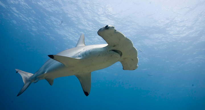 Cuán amenazado está tiburón martillo las aguas Pacífico? – PACÍFICO